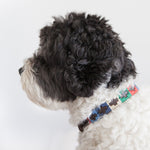 Good Dog Lunar Collar in brown leather blue red green cream on medium dog