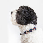 Good Dog Peanut Collar in brown leather blue red cream on medium dog