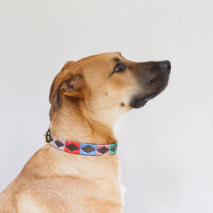 Good Dog Ruby Collar in brown leather pink blue red green cream on large dog