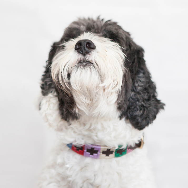 Good Dog Good dog collars for good dogs