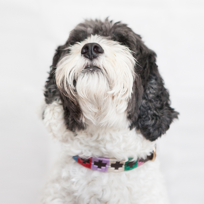 Good Dog Ruby Collar in brown leather pink blue red green cream on medium dog